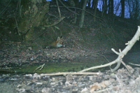 0324 Vulpes vulpes (Volpe)